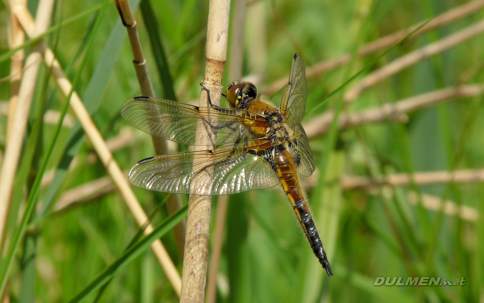 Four-spotted Chaser (Male, Libellula quadrimaculata)